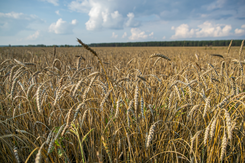 Село Хирино. Август 2019