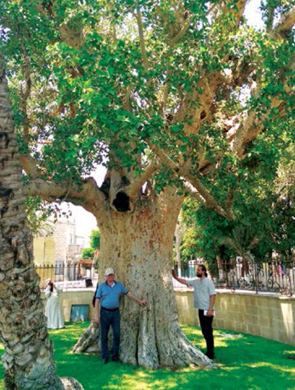 В Иерихоне находится дерево Закхея