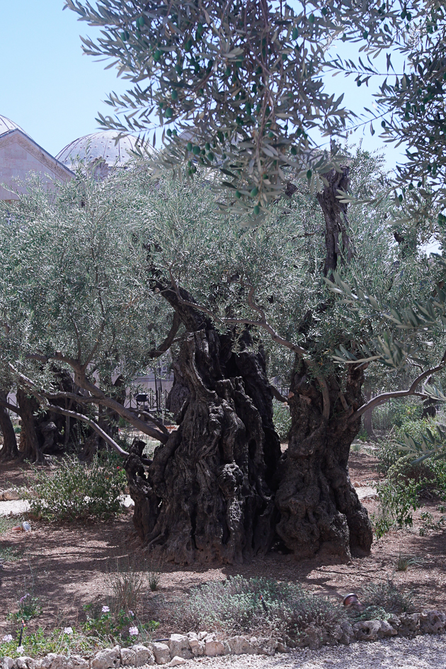 Оливковое дерево Гефсиманского сада